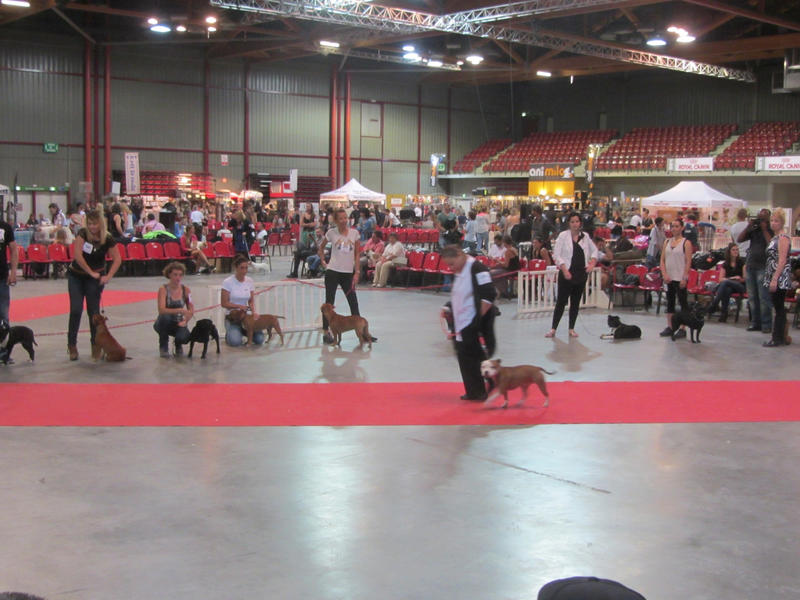 Exposition canine internationale de Martigues